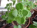 Cuban oregano